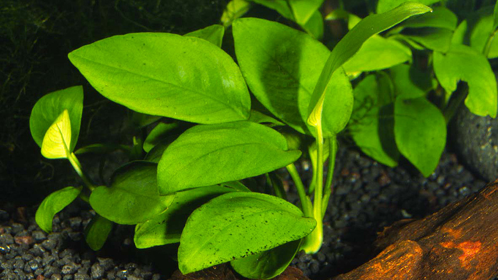 Anubias nana Anubias nana