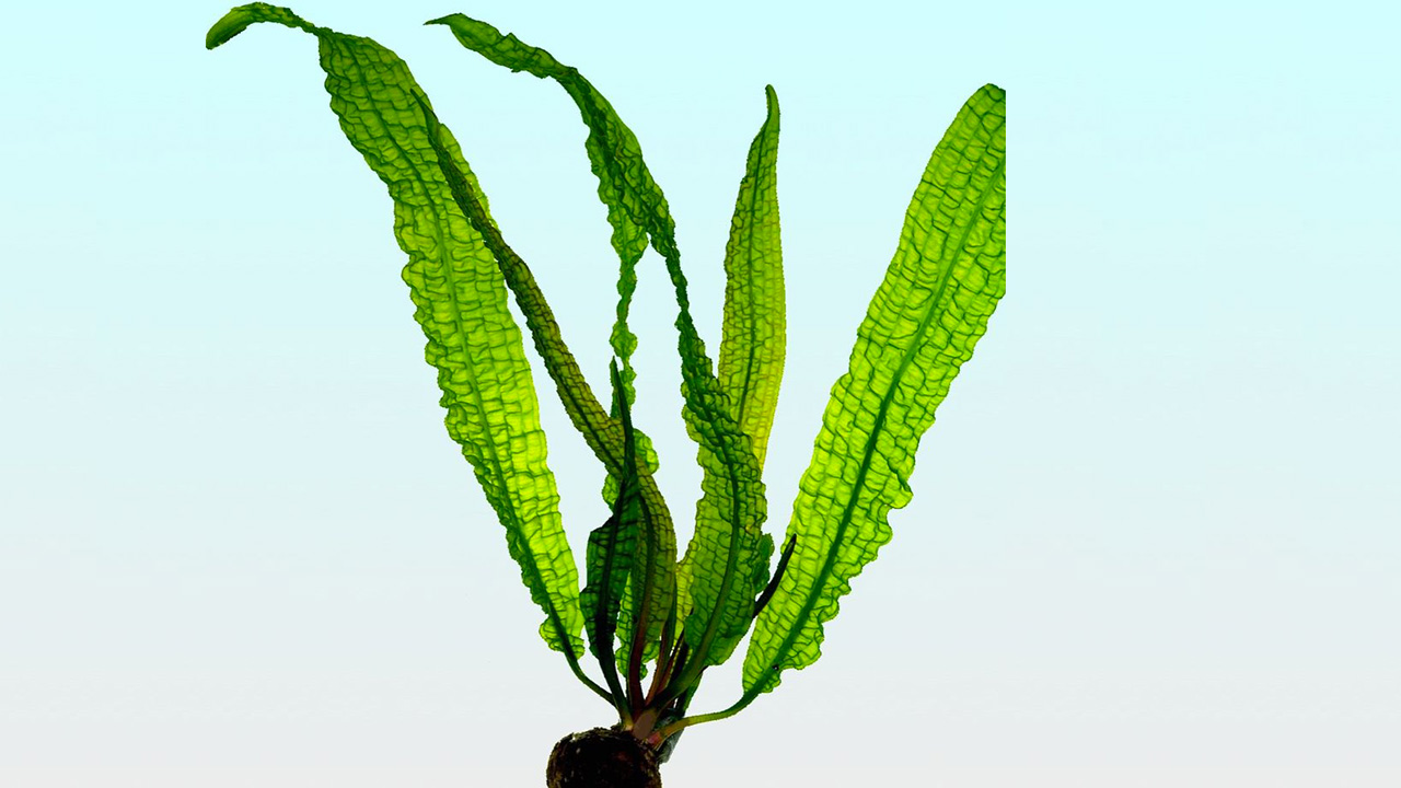 Aponogeton boivinianus Aponogeton boivinianus