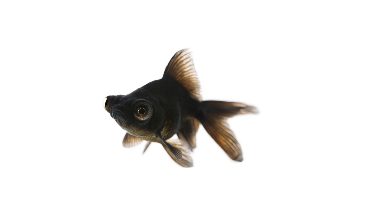 Poisson rouge - Blackmoor Poisson rouge - Blackmoor