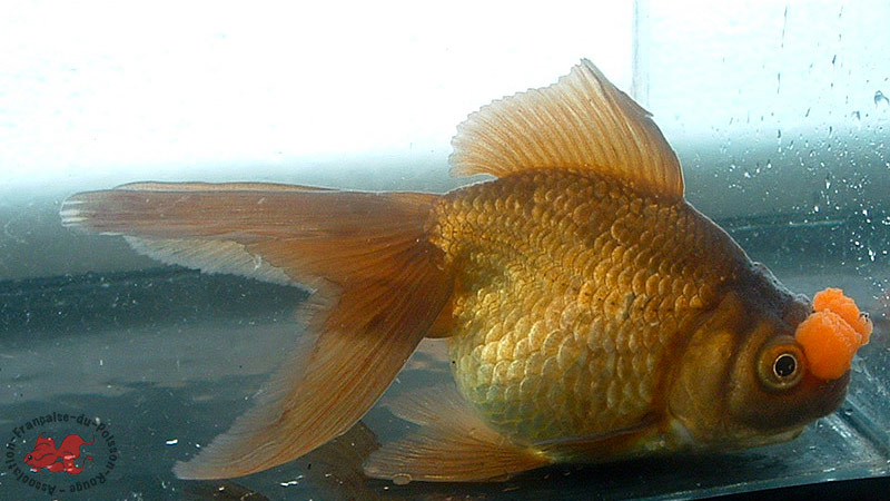 Pompom Poisson rouge Pompom