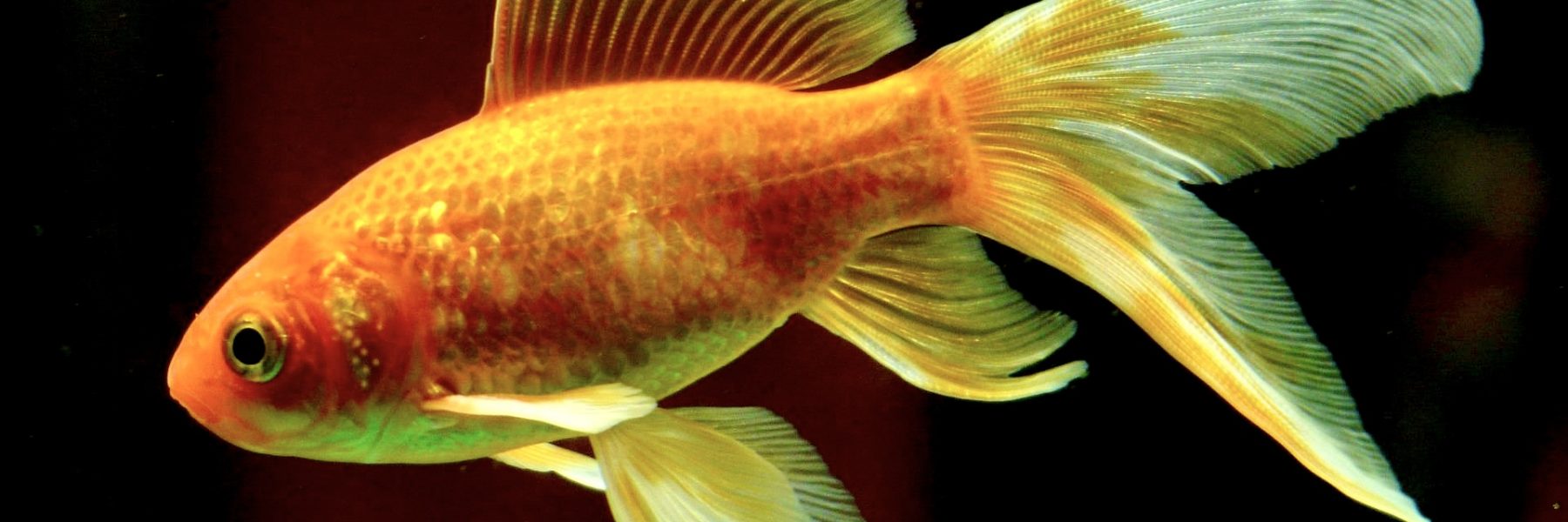 Quel est le Prix d'un poisson rouge ? – Association Française du