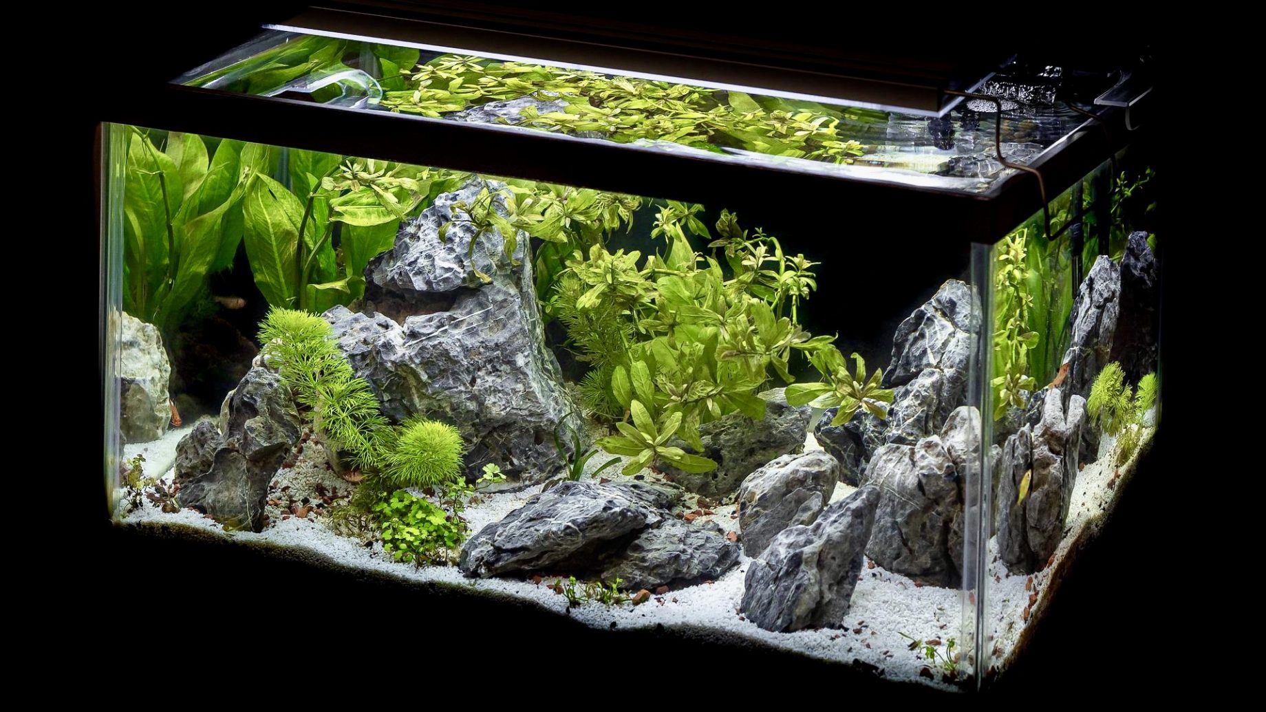 28 plantes aquatiques à installer dans son bassin