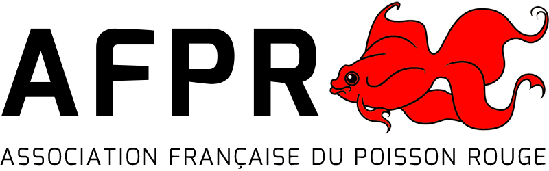 Mon premier poisson rouge : 10 erreurs de débutant à ne pas faire !
